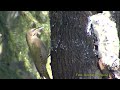 grÅspett grey headed woddpecker picus canus klipp 292