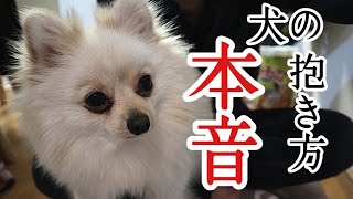 [Danger] How to hold a dog badly, how to hold it well, how to hold it at home [Pomeranian]