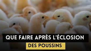 l'erreur qu'il a fait après l'éclosion des poussins