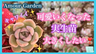 【多肉植物】可愛いくなった💕実生苗大きくしたい❣️Amour Garden.Succulent