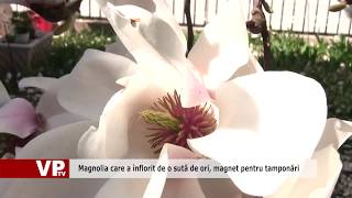 Magnolia care a inflorit de o suta de ori, magnet pentru tamponari