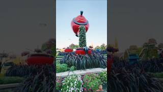 Natural beauty Dubai Miracle Garden flowers 🌻#vlog #miraclegarden #travel