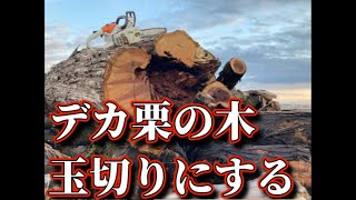 デカ栗の木　玉切りにする     Big chestnut tree cut into pieces