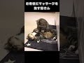 お客様にマッサージを施す猫さん