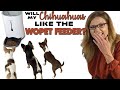 AUTOMATIC PET FEEDER setup & review - will my Chihuahuas approve? | Sweetie Pie Pets by Kelly Swift