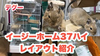 【デグー飼育日記】イージーホーム37ハイ レイアウト紹介 飼育初心者向けケージ【degus】