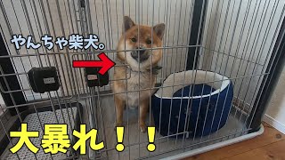 ベッドが気に入らない柴犬おにぎりくん。