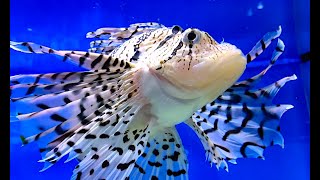 ミノカサゴ　Luna lionfish　Pterois lunulata