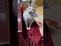 寝ててもおやつを食べたい猫