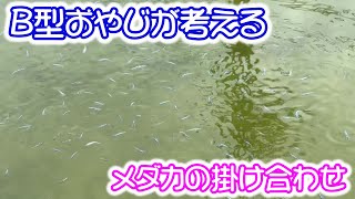 【めだか】メダカの掛け合わせで僕が考えていることを嫁ちゃんに説明しました。　Ｂ型おやじ　嫁ちゃん