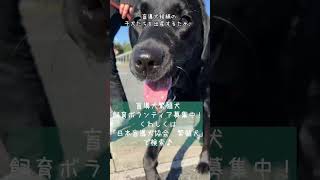 盲導犬繁殖犬テンのご紹介　#shorts #盲導犬 #親子だより