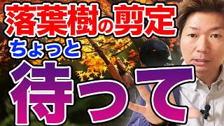 【花が咲かない原因かも】冬に落葉樹を切ってはいけない場合について