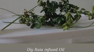 Ruta Graveolens 🍃Infused oil | NatureInspired 🔆