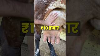 राधिका गाय 10 हज़ार का नुक़सान😓😱 #shorts #gircow #farmerchoice