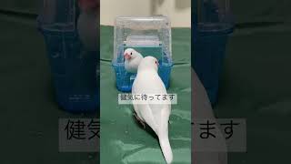 【水浴びの順番待ちをする文鳥】