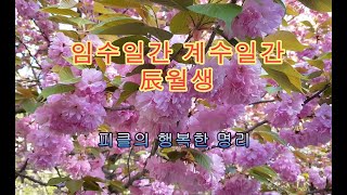 십간론 31🐳 임수 일간, 계수 일간 辰월생 - 피클의 행복한 명리