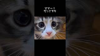 先住猫さんがこわくて、逃げる子猫