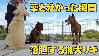 【閲覧注意】とにかく薬が苦手な猟犬リキ。察知した瞬間 落胆し、その場から逃げ出そうとするも…【ネクスガードスペクトラ】