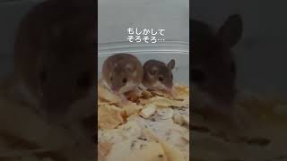 なんでこんなに大きくなったの？ #shorts #小動物 #アフリカチビネズミ