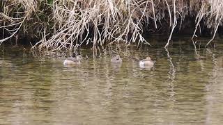 [佐波川のいきものたち 130 ] 潜水するカイツブリ Tachybaptus ruficollis の小さい群れ