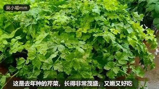 楼顶种菜：芹菜这样育苗，7天全出芽出苗率高，详细分享育苗经验