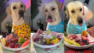 [ASMR] Lucky's immersive eating podcast compilation (154), raw meat is so good #pets #cute