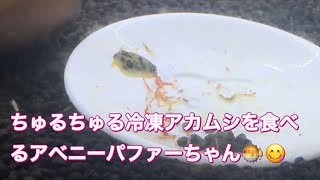 ちゅるちゅる冷凍アカムシを食べるアベニーパファーちゃん🐡😋