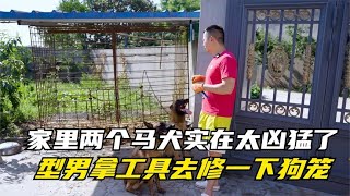 家里这两个马犬实在太凶猛了，把狗笼整烂了，型男拿工具去修一下