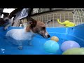 プール開きしたジャックラッセルテリア！^^ pool open！jack russell terrier