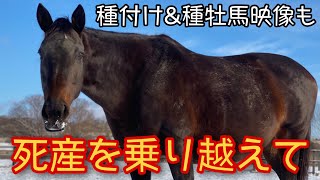 【死産を乗り越えて】来年は亡くなった仔馬の想いを乗せて無事の出産を