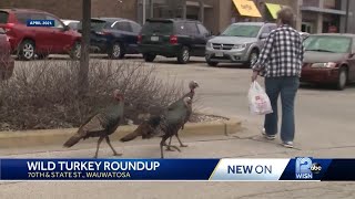 Aggressive Tosa turkeys chase animals, people