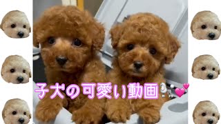 トイプードルの子犬🐶可愛い動画💕💕　＃トイプードル＃子犬＃カムカム＃kamkam#