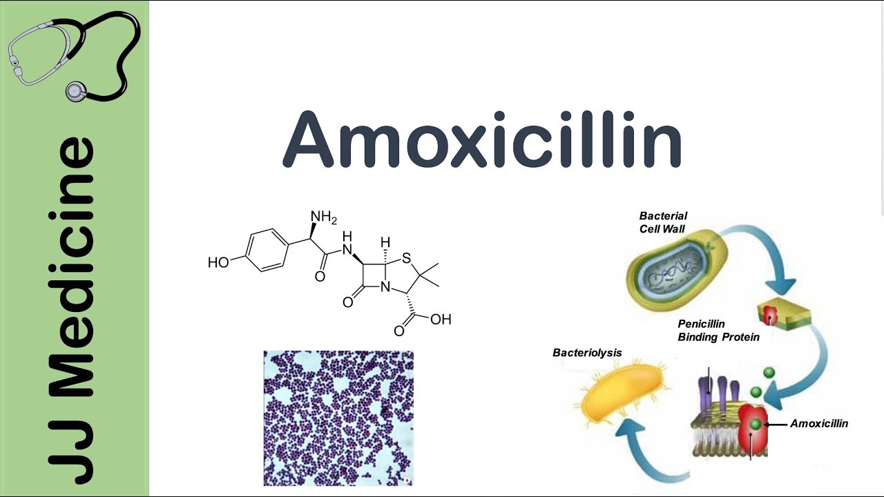 Amoxicillin | Bacterial Targets, Mechanism Of Action, Adverse Effects ...