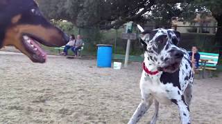 Dog Friendly Pensacola