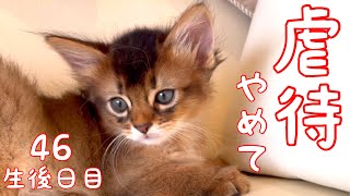 【生後46日目の仔猫】お願い！虐待やめて！【ソマリ】