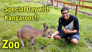 Special Day with Kangaroos in Australia Zoo !!