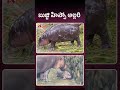 బుజ్జి హిప్పో అల్లరి hippo funnyreels youtubeshorts animallover viralvideo viralvideoshort