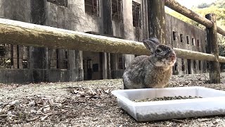 This rabbit's abode is a historic landmark!