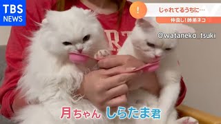 【一押し映像】姉弟ネコのほっこりトラブル