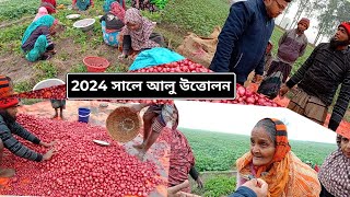 দেশি গোল আলু তোলার দৃশ্য । চাষ করে লাভবান হবেন আপনি । How to Grow Sweet Potato Successfully