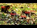 Download Very terrified!! King Mad gone mad attacked many female monkeys by no reason In Mp4 3Gp Full HD Video