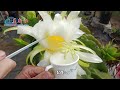 yellow dragon fruit how to pot and get a bumper harvest every year