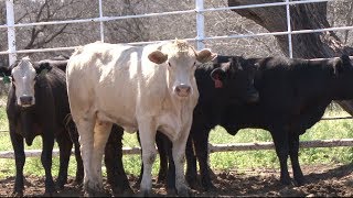 Cutting out meat to help environment | Cronkite News