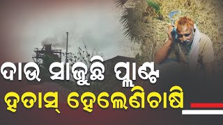 ଦାଉ ସାଜୁଛି ପ୍ଲାଣ୍ଟ ହତାସ୍‌ ହେଲେଚାଷି#NEWSALFAZ#