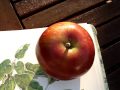 Apple Variety Devonshire Quarrenden