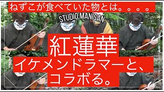 紅蓮華〜鬼滅の刃〜ヴィオラ多重録音の世界。ビオラとテノールとドラム。