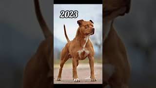 2023 dog and 5000bce dog || Past animals ||#shorts #Trend #trend #new #evolution #animal #today