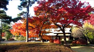 皇居東御苑の紅葉・2017年12月2日