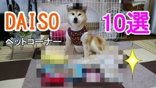 柴犬小春　どこまでやれる？DAISOさんのペット商品10選！Koharu's Top 10 Pet Product Selection