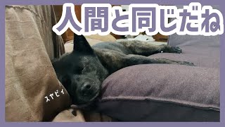 【甲斐犬】昼寝の様子を見に行ったら、抱き枕で寝ていた甲斐犬が可愛すぎる…！